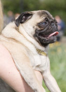 Pug
